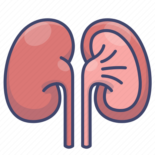 Anatomy, kidney, organ, urinate icon - Download on Iconfinder