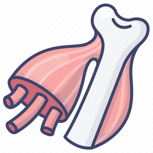 Anatomy, bone, muscle, structure icon - Download on Iconfinder
