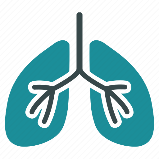 Anatomy, body, breathe, lung, lungs, respiratory, breath system icon - Download on Iconfinder