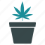 pot, cannabis, hemp, leaf, marijuana, nature, plant 