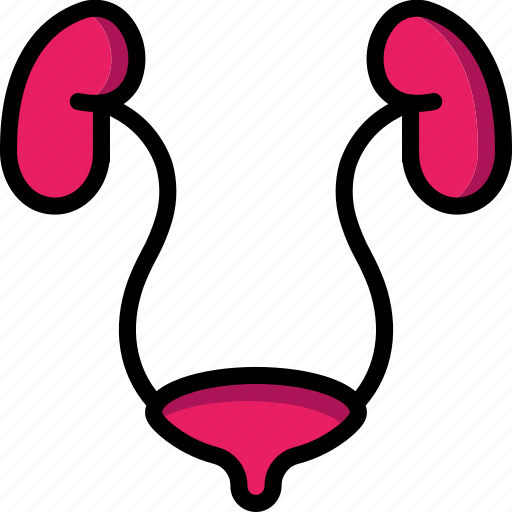 Bodypart, kidneys, medical, organ, transplant icon - Download on Iconfinder