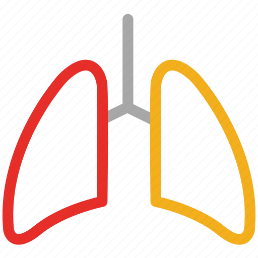 Anatomy, breathe, lungs, medical, respiratory icon - Download on Iconfinder