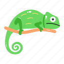 chameleon, reptile, creature, acrodonta, specie