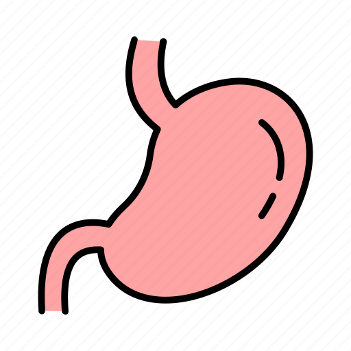 Anatomy, health, healthcare, hospital, medical, organs, stomach icon - Download on Iconfinder
