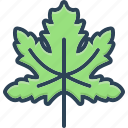 maple, leaf, nature, botany, tree