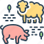 livestock, animal, pig, sheep, lamb, cattle, jumbuck 