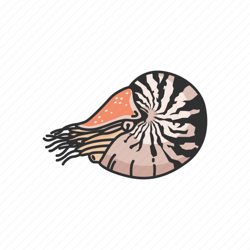 Animal, chambered nautilus, mollusc, mollusk, nautilus, pearly nautilus, sea creature icon - Download on Iconfinder