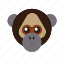 animal, ape, chimp, monkey, nature, wild, zoo