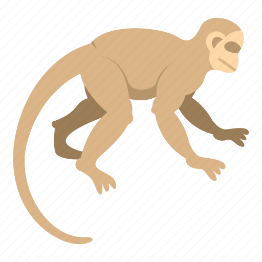 Animal, capuchin, monkey, nature, primate, white, wildlife icon - Download on Iconfinder