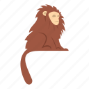 animal, brown, hair, hairy, long, monkey, primate