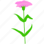 carnation, flower, pink, mothers, day, love 