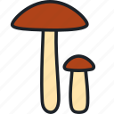 mushroom, mushrooms, birch bolete, food, forest, boletus, edible mushroom