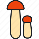 boletus, mushroom, orange-cap, food, fungus, mushrooms, edible mushroom