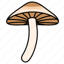 magic, mushrooms, fungus, mushroom, vegetable, food, psilocybin