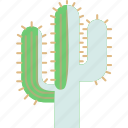cactus, desert, plant, nature, succulent