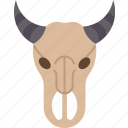 buffalo, skull, bison, rituals, indians