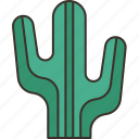 cactus, desert, plant, hot, endurance