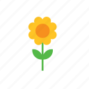 flower, natural, nature, sunflower