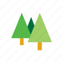 fir, forest, natural, nature, tree