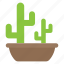 cacti, cactus, desert plant, nature, plant 