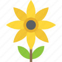 agriculture, crops, farming, helianthus, sunflower 