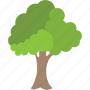 forest, oak tree, round tree, tree trunk, woods 