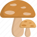 mushrooms, nature, ecology, eco