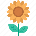 sunflowers, garden, nature, plant