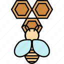 bee, honey, honeycomb, insect