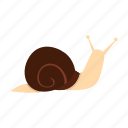 animal, cute, helix, mollusk, shell, slug, snail