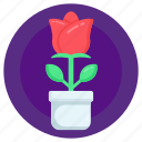 rose plant, potted plant, potted rose, floral, potted flower 