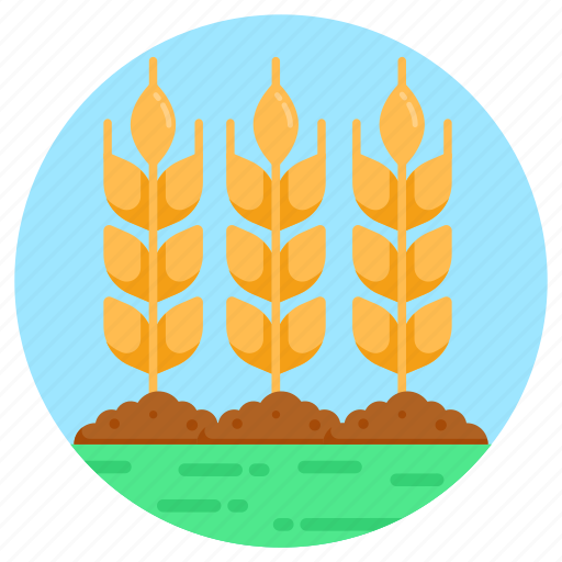 Barley stalks, wheat, barley, ripe stalks, grains icon - Download on Iconfinder