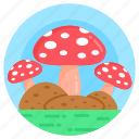 fungi, mushrooms, toadstools, food, edible 
