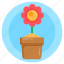 potted plant, daisy plant, potted flower, decorative plant, floral 
