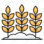 barley, crop, agriculture, edible, cereal 