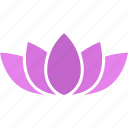 buddhism, flower, lotus, nelumbo, nucifera, purple, sacred 