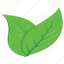 aspen, leaves, nature, plant, tree leaves 