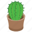 cacti, cactus, cactus pot, succulent, wild plant 