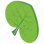 aspen, leaf, nature, plant, tree leaf 