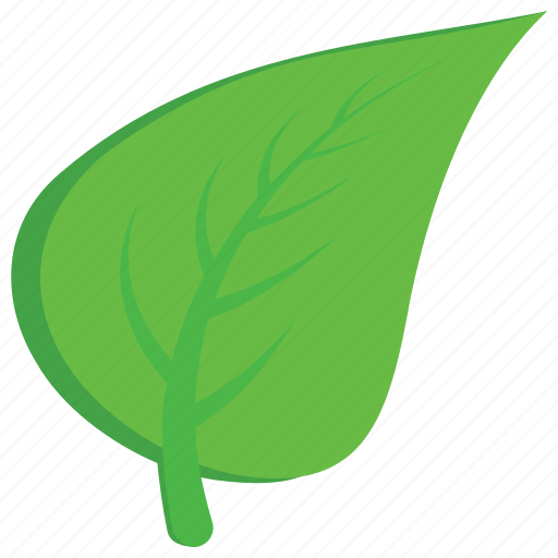 Aspen, leaf, nature, plant, tree leaf icon - Download on Iconfinder