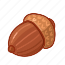 acorn, nuts, shell 
