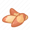 brazil, nut, nuts, shell 
