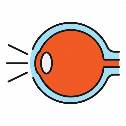 Anatomy, eye, eyeball, eyesight, human, sight, vision icon - Download on Iconfinder