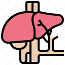 anatomy, hepatic, internal, liver, organ