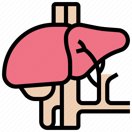 Anatomy, hepatic, internal, liver, organ icon - Download on Iconfinder