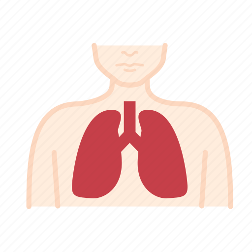 Anatomy, body, health, healthcare, lung, medical, organ icon - Download on Iconfinder