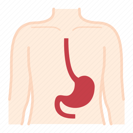 Anatomy, body, health, healthcare, medical, organ, stomach icon - Download on Iconfinder
