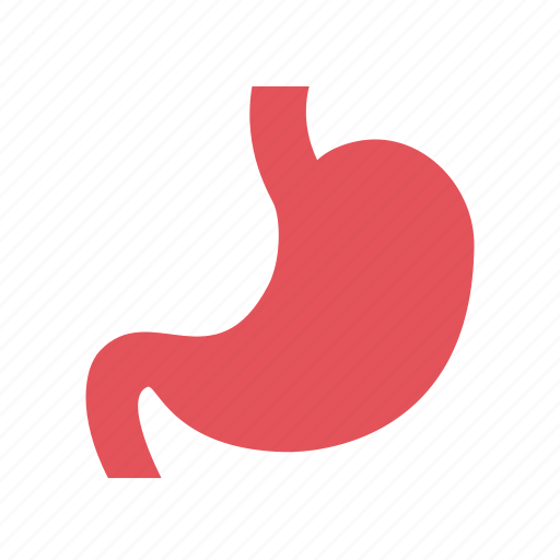 Anatomy, health, healthcare, hospital, medical, organ, stomach icon - Download on Iconfinder