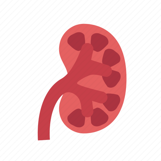 Anatomy, health, healthcare, hospital, kidney, medical, organ icon - Download on Iconfinder