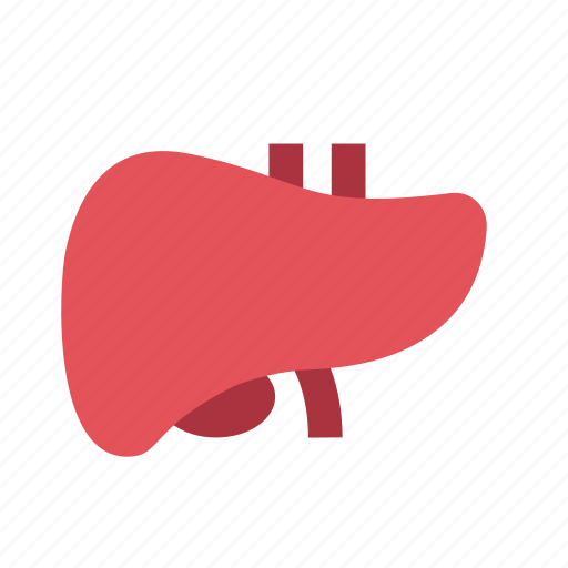 Anatomy, health, healthcare, hospital, liver, medical, organ icon - Download on Iconfinder